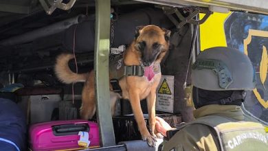 Photo of Decomisos e incautaciones por más de 460 millones de pesos se llevaron a cabo durante la semana pasada en El Loa