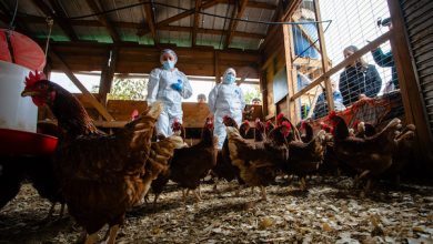 Photo of Ministerio de Agricultura llama a reforzar las medidas de bioseguridad para mantener a Chile libre de influenza aviar