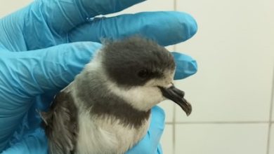 Photo of SAG alerta ante hallazgos de golondrinas de mar