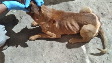 Photo of Mujer detenida por su  responsabilidad de abandono y maltrato animal