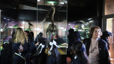 Photo of Museo de Historia Natural y Cultural del Desierto de Atacama inaugura nueva muestra: “Fauna Sudamericana”