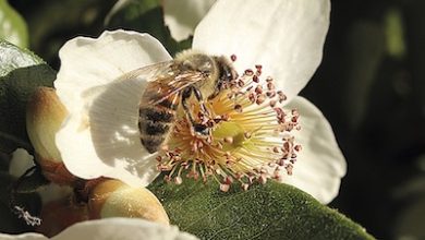 Photo of En el Día Mundial de las Abejas, SAG presenta guía sobre bienestar animal en la apicultura