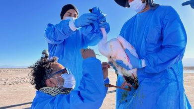 Photo of Con seguimiento satelital buscan identificar riesgos y principales rutas de los flamencos