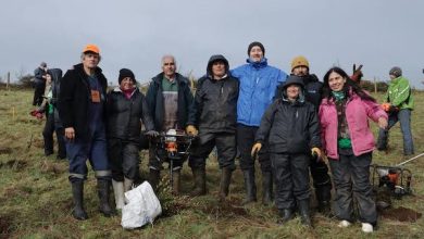 Photo of Industria minera se suma al voluntariado regenerativo del bosque nativo chilote