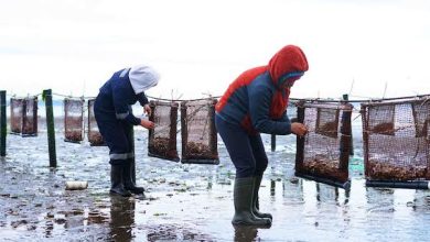 Photo of De Tarapacá a Los Lagos: diagnósticos organizacionales impulsan la mejora productiva en áreas de manejo de recursos bentónicos