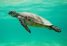 Photo of El Cambio Climático está amenazando la existencia de las tortugas marinas