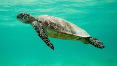 Photo of El Cambio Climático está amenazando la existencia de las tortugas marinas