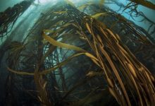 Photo of Oceana Chile llama a reforzar la protección marina y alerta sobre retrocesos en la ley de plásticos