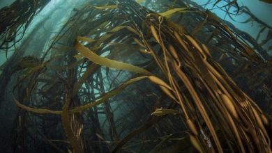 Photo of Oceana Chile llama a reforzar la protección marina y alerta sobre retrocesos en la ley de plásticos