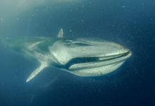 Photo of Chile lidera tratados internacionales mientras las ballenas mueren en sus rutas migratorias