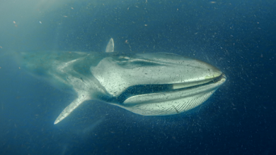 Photo of Chile lidera tratados internacionales mientras las ballenas mueren en sus rutas migratorias