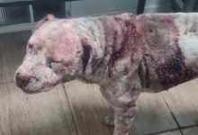 Photo of Malditos apuñalaron a perro por perder una pelea