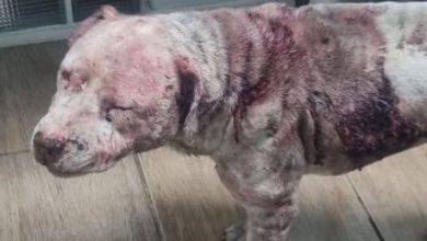 Photo of Malditos apuñalaron a perro por perder una pelea