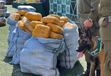 Photo of Prisión preventiva para imputados detenidos con más de una tonelada de drogas