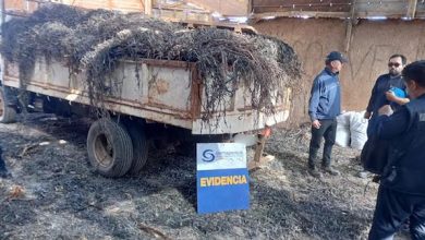 Photo of Fiscalización en Tocopilla terminó con la incautación de 5,4 toneladas de algas pardas