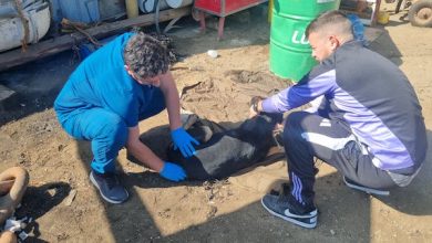 Photo of Mejillones tiene nueva ordenanza de tenencia responsable de mascotas