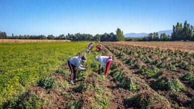 Photo of “Tierras Vivas”: Bienes Nacionales e INDAP reducen en 50% el arriendo de terrenos fiscales a agricultores