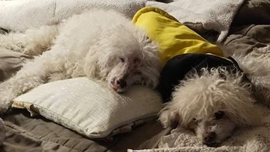 Photo of En el Día del Perro