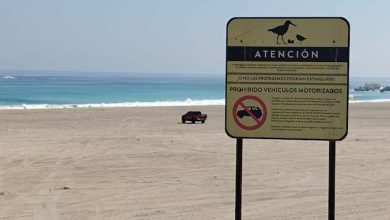 Photo of Irresponsable estacionó camioneta en sector de nidificación de Gaviotin