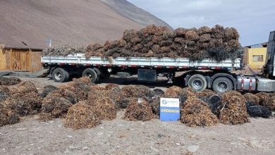 Photo of Fiscalización en Tocopilla terminó con la incautación de 12 toneladas de algas pardas sin acreditar origen legal