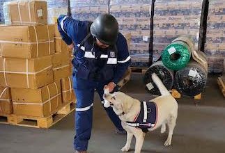 Photo of Tiara, Mila y Loki, canes detectores de la Aduana de Iquique, comenzaron su merecido descanso
