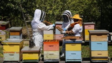 Photo of SAG llama a apicultores a registrarse en SIPEC Apícola para proteger a las abejas