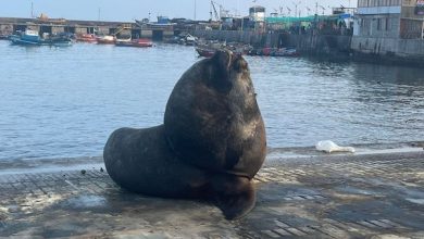Photo of Sernapesca y universidades realizaron campaña de toma de muestras y necropsias a fauna marina