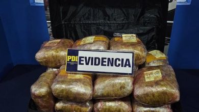 Photo of Brianco de la PDI en Calama incauta más 21 kilos de cannabis en terminal terrestre