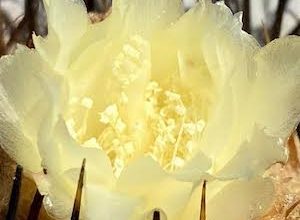 Photo of Alertan sobre el cactus chileno en peligro de extinción