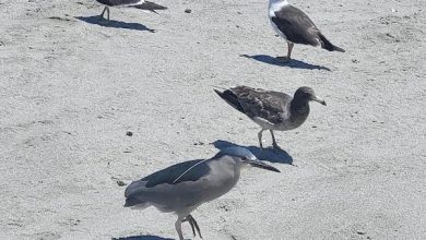 Photo of En la víspera del Día Mundial de las Aves Playeras detallan amenazas que las afectan