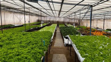 Photo of Agricultores de Altos La Portada estrenan obras de riego por $132 millones