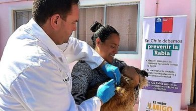 Photo of VACUNARAN CONTRA LA RABIA A CANES Y FELINOS