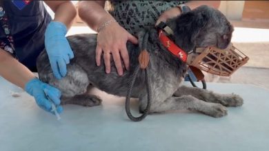 Photo of MAS DE 150 MASCOTAS VACUNADAS CONTRA LA RABIA EN CALAMA