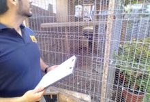 Photo of PDI Antofagasta detiene a hombre por tenencia ilegal de aves exóticas protegidas