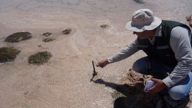 Photo of Se admite a trámite la reclamación de Albemarle contra la SMA luego de ser sancionada con multa cercana a los cuatro mil millones de pesos