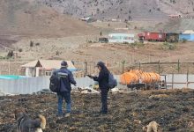 Photo of Fiscalización de Sernapesca y el SII detecta 2,4 toneladas de huiro negro extraído ilegalmente en Taltal