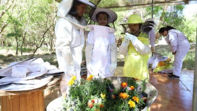Photo of Estudiantes de Calama descubren el mundo de las abejas con programa de voluntariado de Minera El Abra