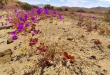 Photo of EL AMERICA RECORRIENDO EL DESIERTO FLORIDO DEL 2025