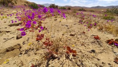 Photo of EL AMERICA RECORRIENDO EL DESIERTO FLORIDO DEL 2025