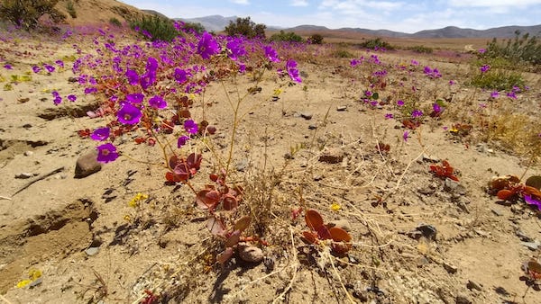 Photo of EL AMERICA RECORRIENDO EL DESIERTO FLORIDO DEL 2025