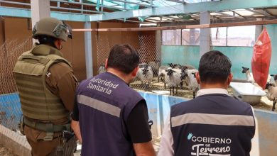 Photo of Detectan y clausuran matadero clandestino en Calama