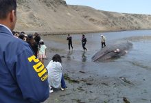 Photo of PDI investiga causas del varamiento de cetáceo en Playa Bolsico
