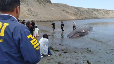 Photo of PDI investiga causas del varamiento de cetáceo en Playa Bolsico