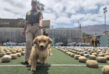 Photo of CARABINEROS DE ANTOFAGASTA REFUERZA ESTRATEGIA OPERATIVA CONTRA EL CRIMEN ORGANIZADO