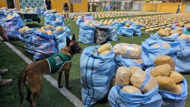 Photo of Región concreta la incautación de drogas más grande de su historia: 4 toneladas de marihuana