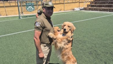 Photo of CANES DE LA ESCUELA DE ADIESTRAMIENTO DE CARABINEROS REALIZAN PRÁCTICA EN LA REGIÓN DE ANTOFAGASTA CON TERNURA, ENERGÍA Y FOCO OPERATIVO