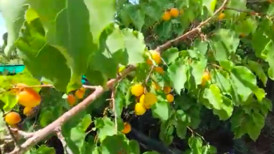 Photo of Comienza la temporada de fruta en Toconao pueblo enclavada en el desierto de Atacama