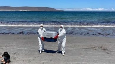 Photo of Sernapesca hace un llamado a cuidar la fauna marina protegida