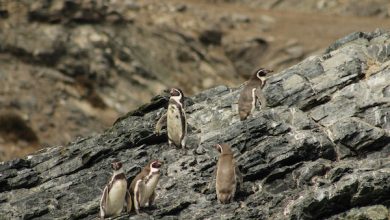 Photo of Lo que nos dejó y quitó el  2025 en materia ambiental
