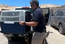 Photo of PDI detiene a mujer por abandono y maltrato animal
